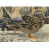 Gravure "Colverts sur la glace" signée HAINARD