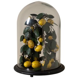 Citronier sous cloche