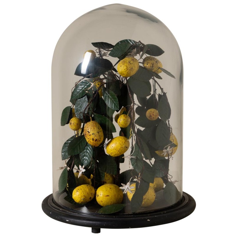 Citronier sous cloche