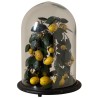 Citronier sous cloche