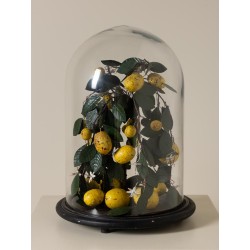 Citronier sous cloche