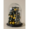 Citronier sous cloche