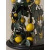 Citronier sous cloche