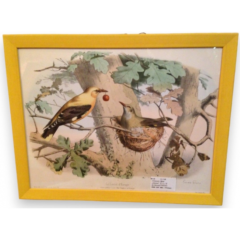 Engraving ‘The European Golden Oriole’ by Edouard, published by Moinat SA – Antiques and decorative items – Engravings, lithogra