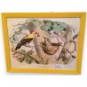Engraving ‘The European Golden Oriole’ by Edouard, published by Moinat SA – Antiques and decorative items – Engravings, lithogra