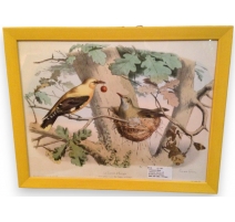 Engraving "The golden oriole of Europe" by Edouard