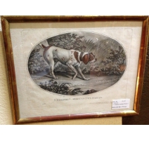 Engraving "The spaniel stopping a pheasant"