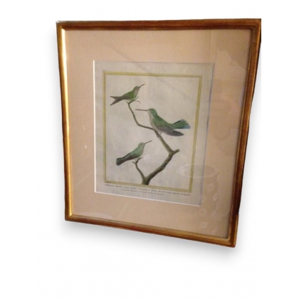Engraving entitled ‘Birds of Cayenne’, signed MARTINET, on Moinat SA – Antiques and decorative items – Engravings, lithographs