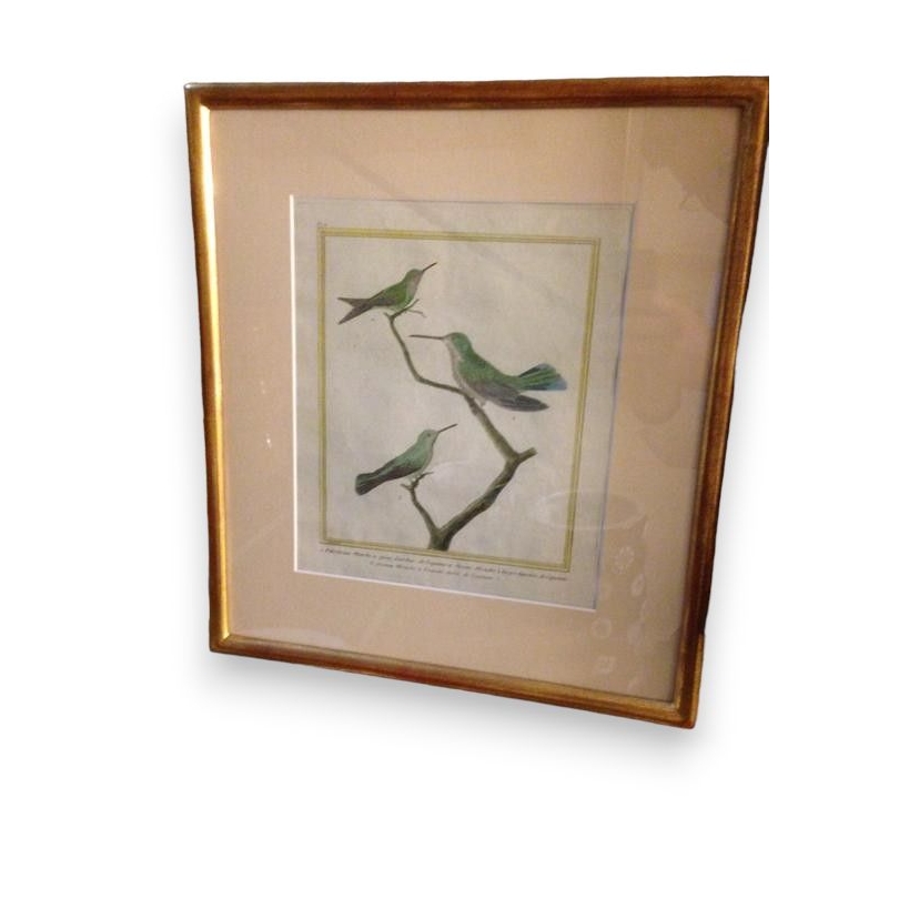 Radierung „Vögel von Cayenne“, signiert MARTINET, auf Moinat SA – Antiquitäten und Dekoration – Radierungen, Lithografien