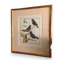 Engraving "Sparrows" signed SWIFT