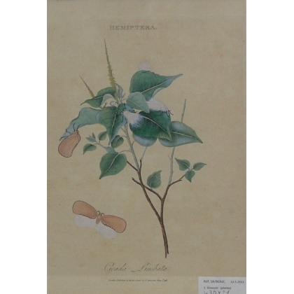 Gravure \"Hemiptera\"