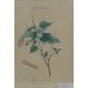 Gravure \"Hemiptera\"