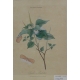 Gravure "Hemiptera - Cicada Limbata"