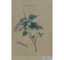 Gravure "Hemiptera - Cicada Limbata"