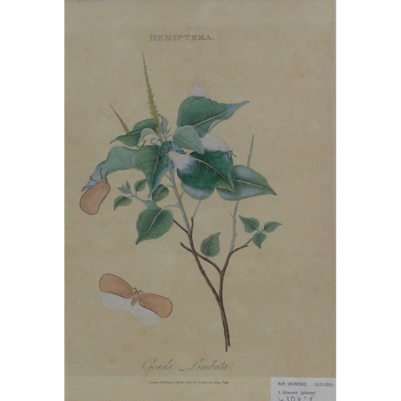 Gravure "Hemiptera - Cicada Limbata"