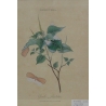 Gravure "Hemiptera - Cicada Limbata"