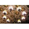 Bronze and crystal chandelier, France, at Moinat SA – Antiques and home décor