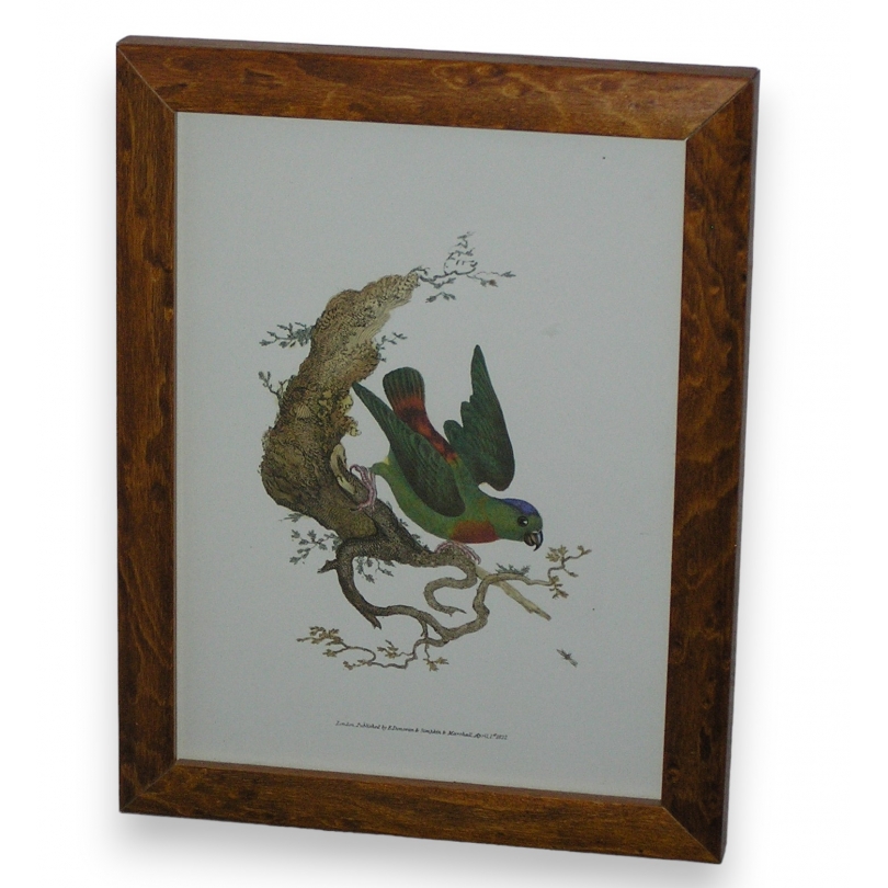 "Chelsea Bird" engraving by Moinat SA – Antiques and decorative items – Engravings, lithographs