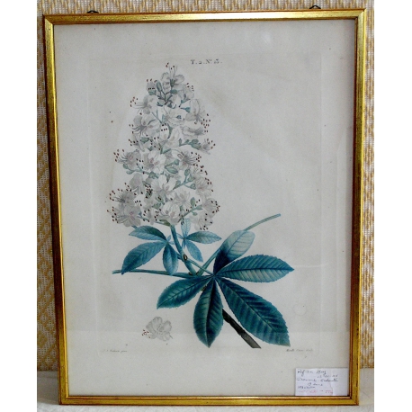 Gravure "Fleur" par Redouté  sur Moinat SA  - Antiquités décoration -  Gravures, Lithos