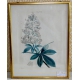 Gravure Fleur par Redouté