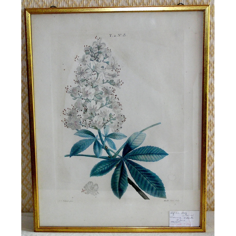Gravure Fleur par Redouté