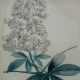 Gravure Fleur par Redouté