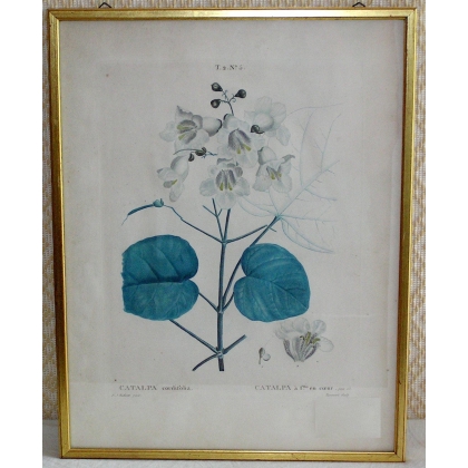 Stich „Catalpa“ von REDOUTÉ  bei Moinat SA  – Antiquitäten und Dekorationsgegenstände –  Stiche, Lithografien