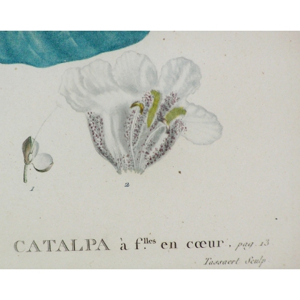 Stich „Catalpa“ von REDOUTÉ  bei Moinat SA  – Antiquitäten und Dekorationsgegenstände –  Stiche, Lithografien
