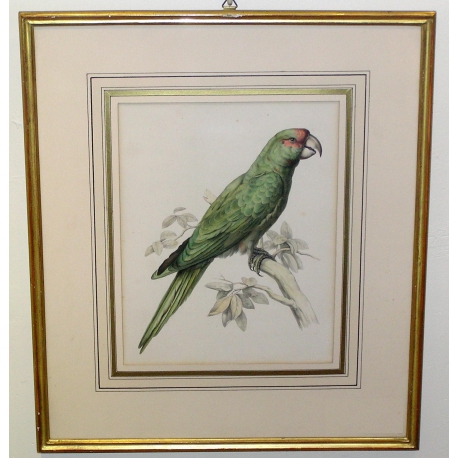 Gravure "Perroquet vert"  sur Moinat SA  - Antiquités décoration -  Gravures, Lithos