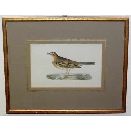 Engraving ‘Tawny pipit’ by MORRIS at Moinat SA – Antiques and decorative items – Engravings, lithographs