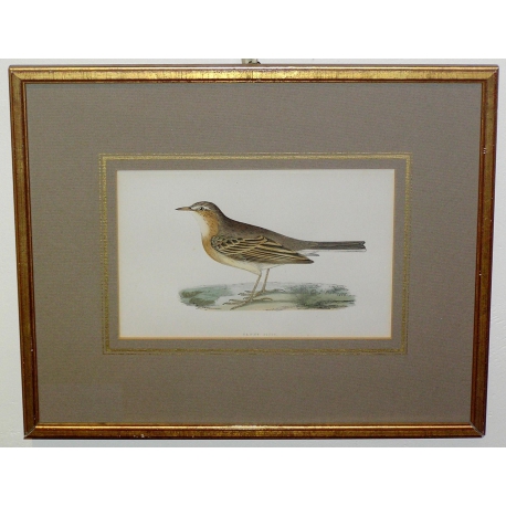 Radierung „Tawny pipit“ von MORRIS bei Moinat SA – Antiquitäten und Dekoration – Radierungen, Lithografien