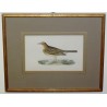 Radierung „Tawny pipit“ von MORRIS bei Moinat SA – Antiquitäten und Dekoration – Radierungen, Lithografien