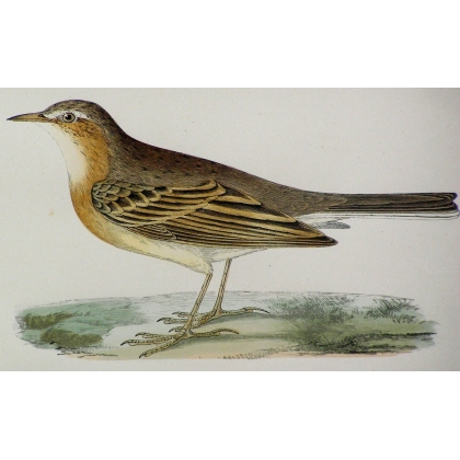 Radierung „Tawny pipit“ von MORRIS bei Moinat SA – Antiquitäten und Dekoration – Radierungen, Lithografien