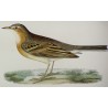 Radierung „Tawny pipit“ von MORRIS bei Moinat SA – Antiquitäten und Dekoration – Radierungen, Lithografien