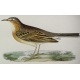 Gravure "Tawny pipit" par MORRIS