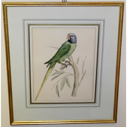 Gravure \"Perroquet vert/bleu\"