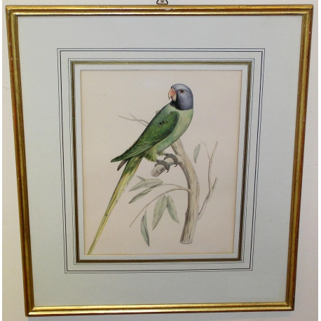 Engraving ‘Green/Blue Parrot’ by Moinat SA – Antiques and decorative items – Engravings, lithographs