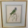 Engraving ‘Green/Blue Parrot’ by Moinat SA – Antiques and decorative items – Engravings, lithographs