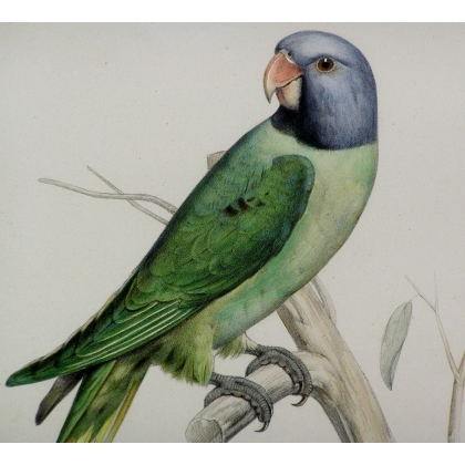 Engraving ‘Green/Blue Parrot’ by Moinat SA – Antiques and decorative items – Engravings, lithographs