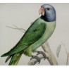 Engraving ‘Green/Blue Parrot’ by Moinat SA – Antiques and decorative items – Engravings, lithographs