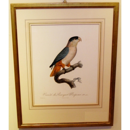 Gravure \"Variété du perroquet