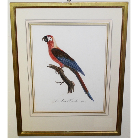 Radierung „Ara Tricolor“, Rahmen aus Feingold  bei Moinat SA  – Antiquitäten und Dekoration –  Radierungen, Lithografien