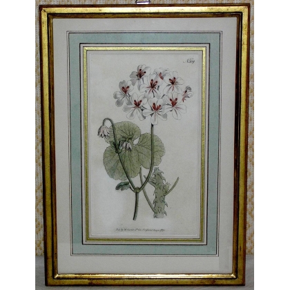 Gravure "Pelargonium"