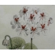 Gravure Pelargonium 