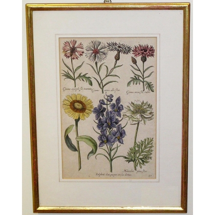 Gravure plantes, cadre or fin