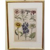 Gravure plantes, cadre or fin  sur Moinat SA  - Antiquités décoration -  Gravures, Lithos
