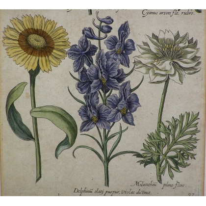 Gravure plantes, cadre or fin  sur Moinat SA  - Antiquités décoration -  Gravures, Lithos
