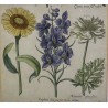Gravure plantes, cadre or fin  sur Moinat SA  - Antiquités décoration -  Gravures, Lithos