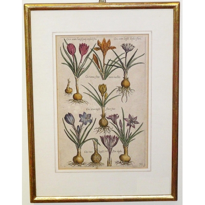 Gravure plantes, cadre or fin