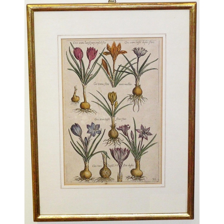 Gravure plantes, cadre or fin  sur Moinat SA  - Antiquités décoration -  Gravures, Lithos